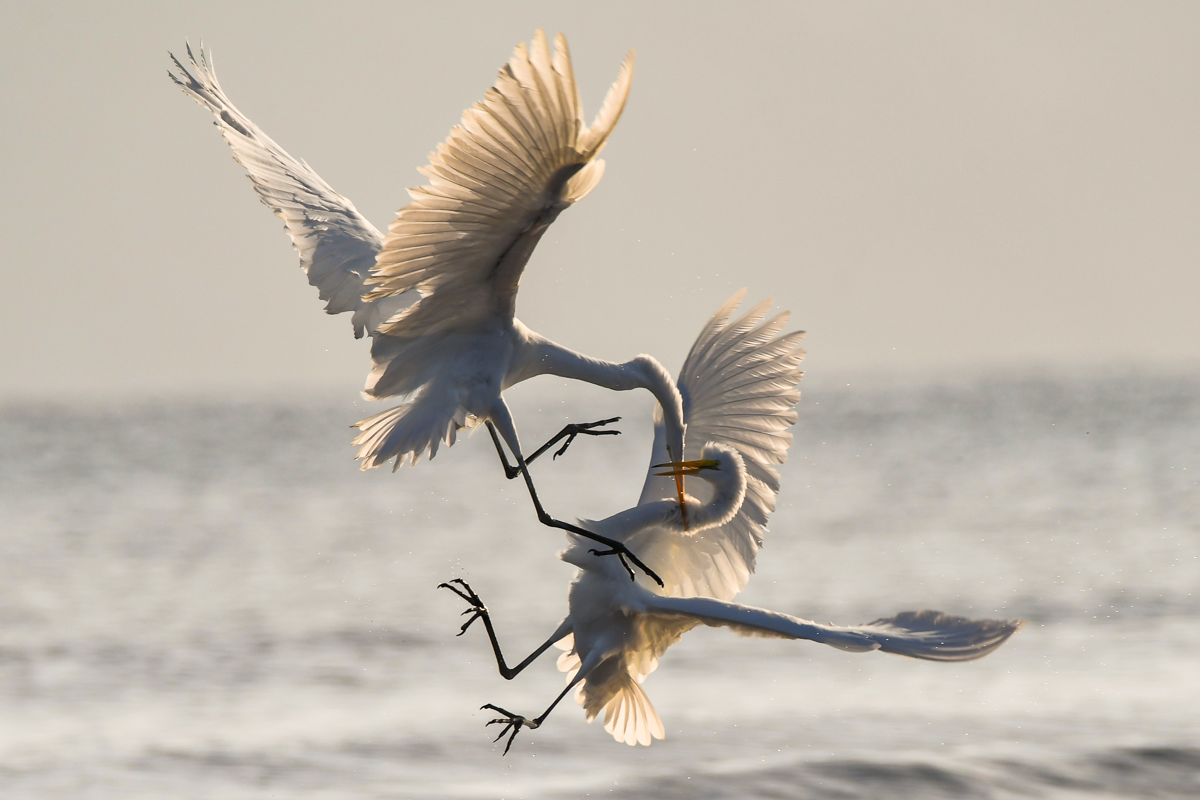 Two birds fighting